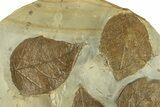 Plate with Four Fossil Leaves (Cissites) - Montana #270961-2